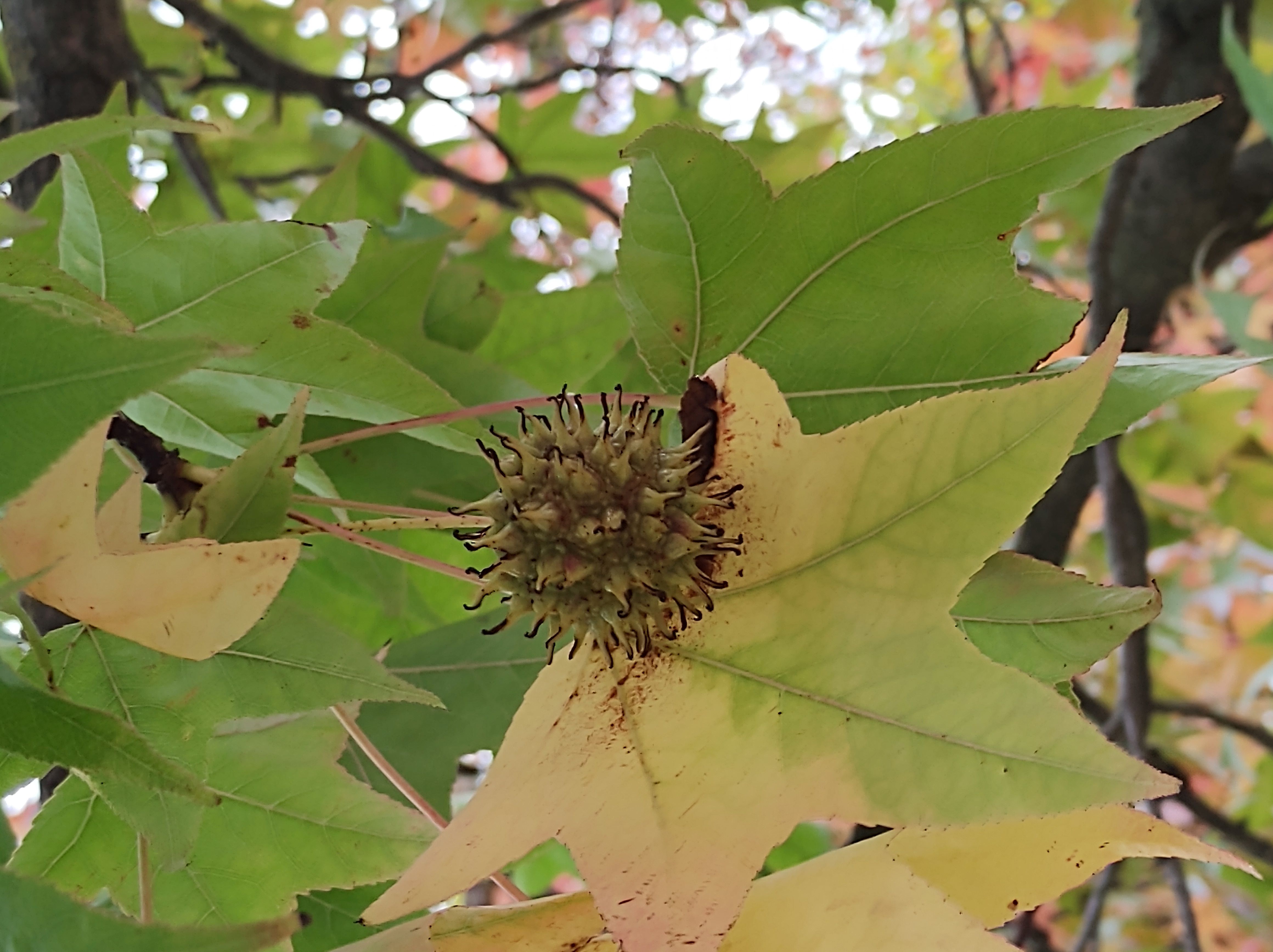 No s'ha trobat l'arxiu